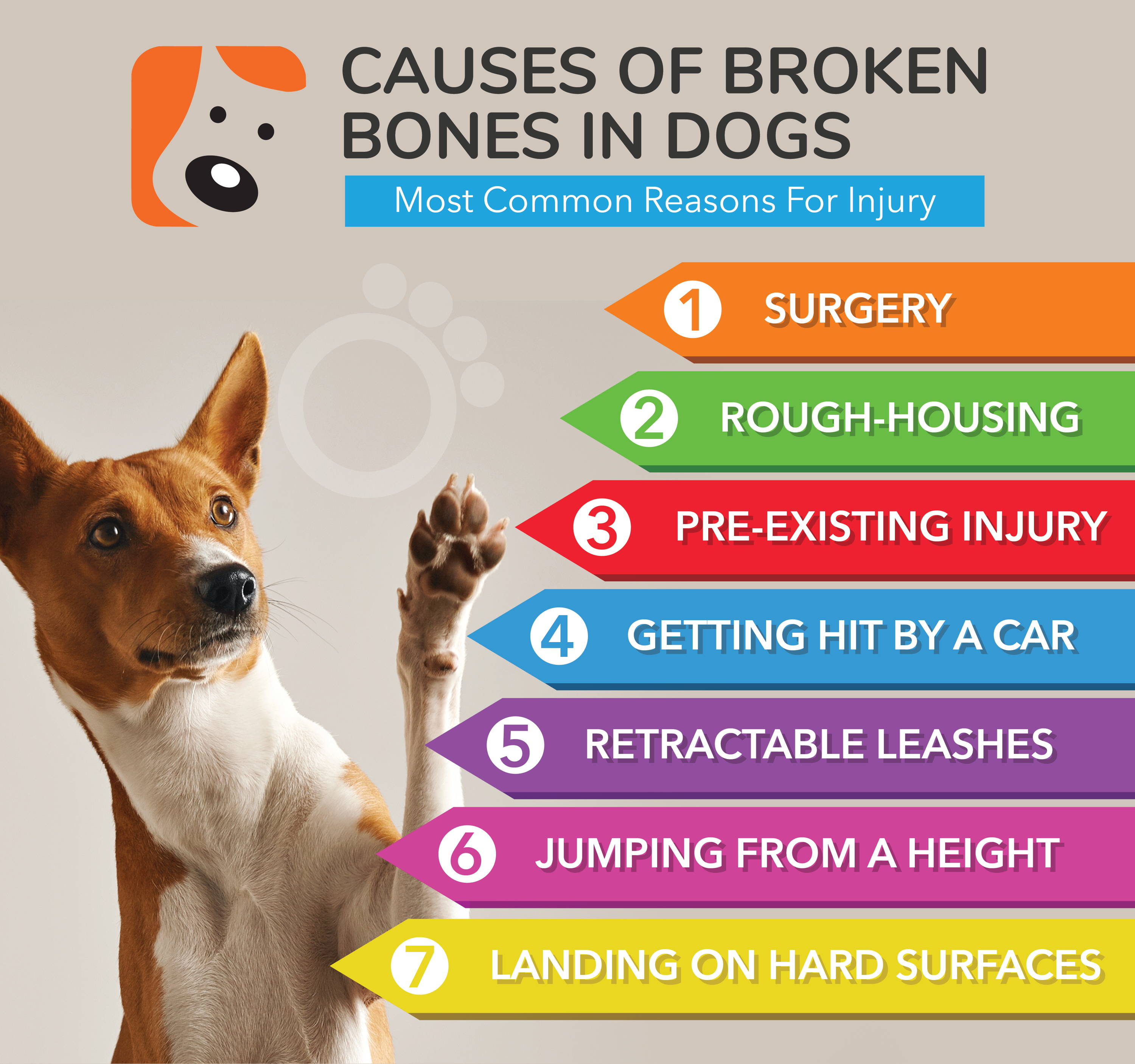 how to treat a dogs broken leg