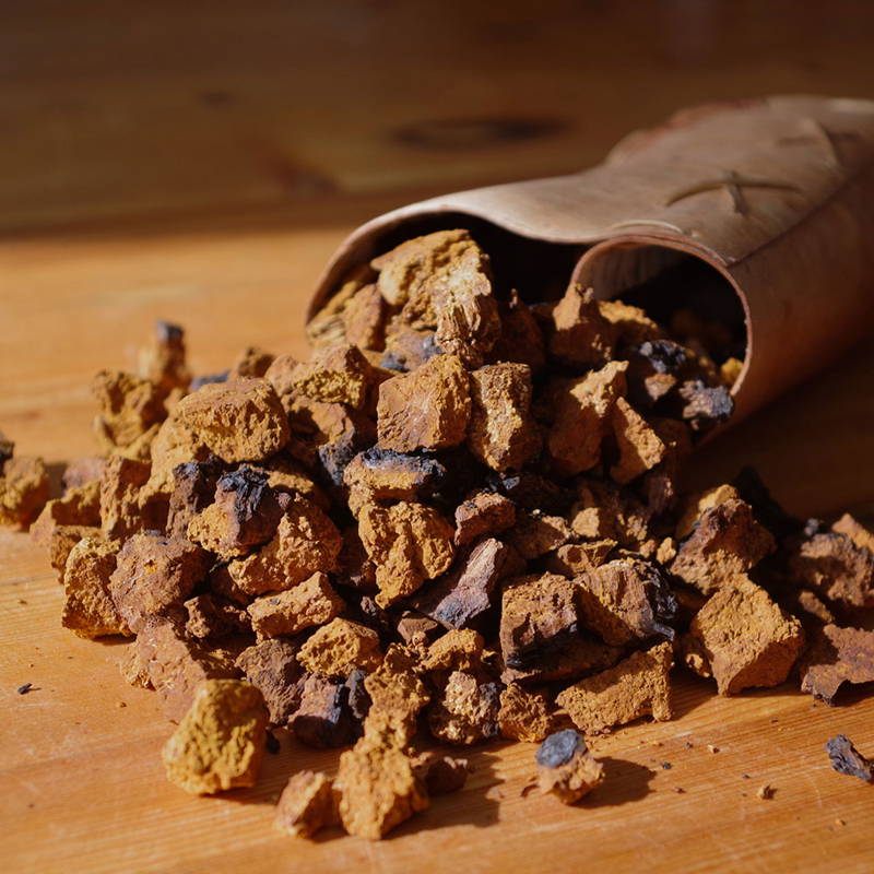 Chaga mushroom