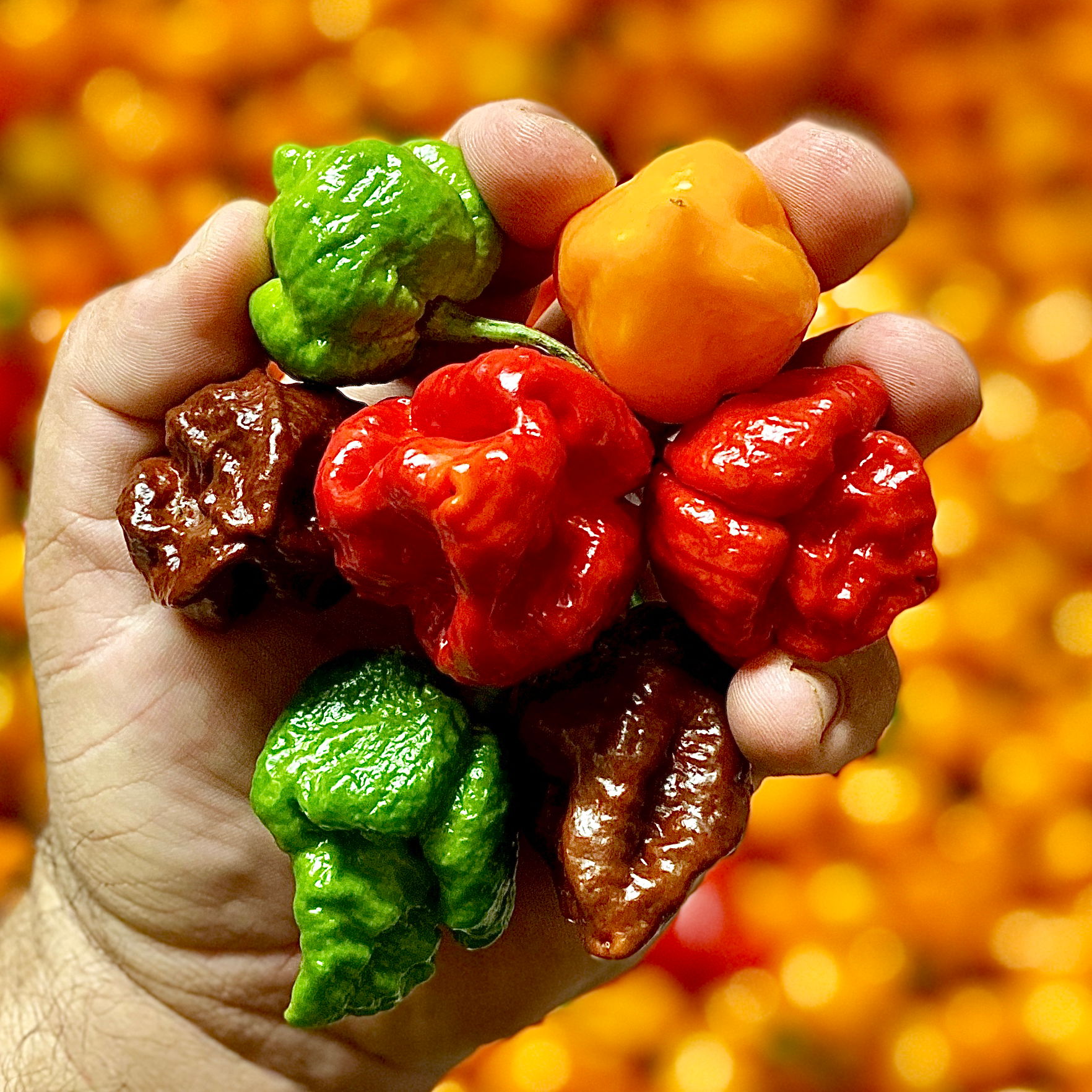 A hand holding various colorful chili peppers.