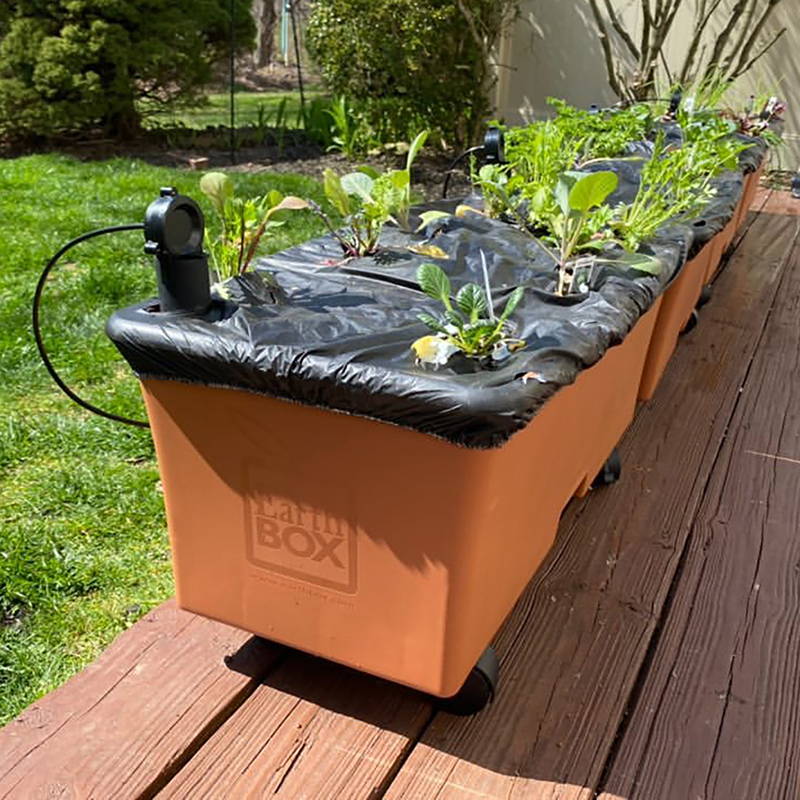 A single row set-up of the automatic watering system using 4 terracotta EarthBox original containers