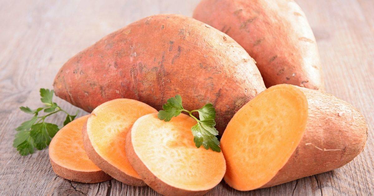 sweet potatoes are safe vegetables for dogs