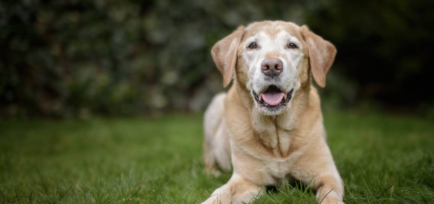how to prevent arthritis in dogs
