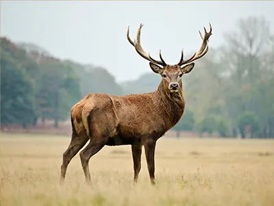 Protect Your Property: Using Train Horns to Repel Unwanted Animals