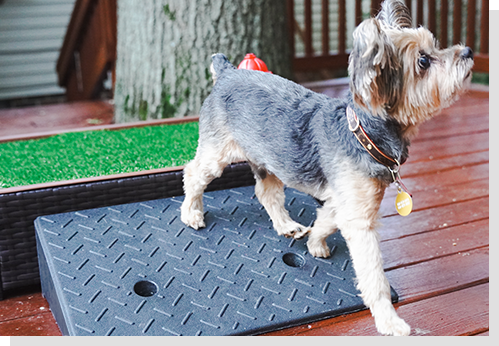 dog training pad