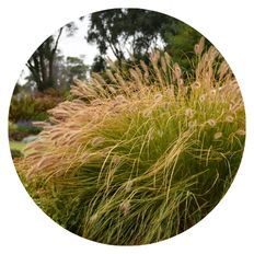 Photo of Prairie Winds® 'Desert Plains' Fountain Grass