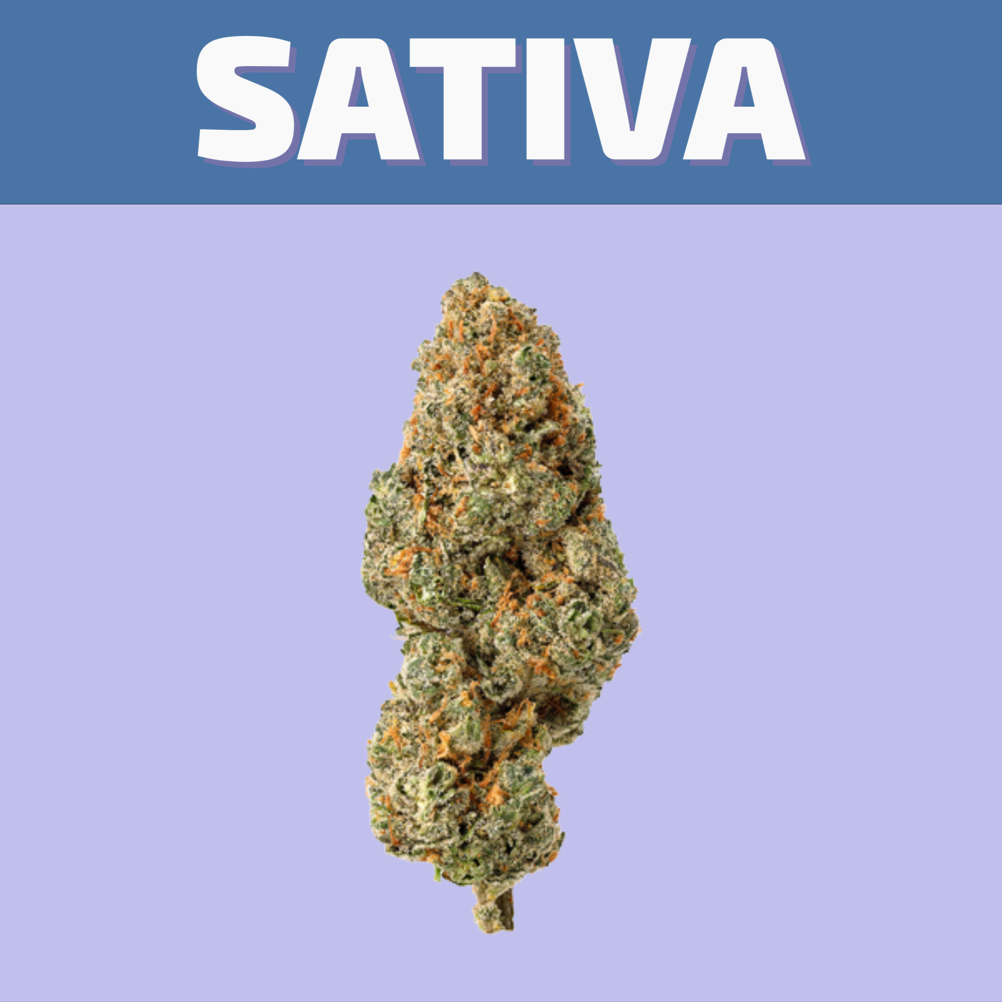 Shop our selection of Sativa flower online for same day delivery or buy them at our cannabis store in Winnipeg on 580 Academy Road.