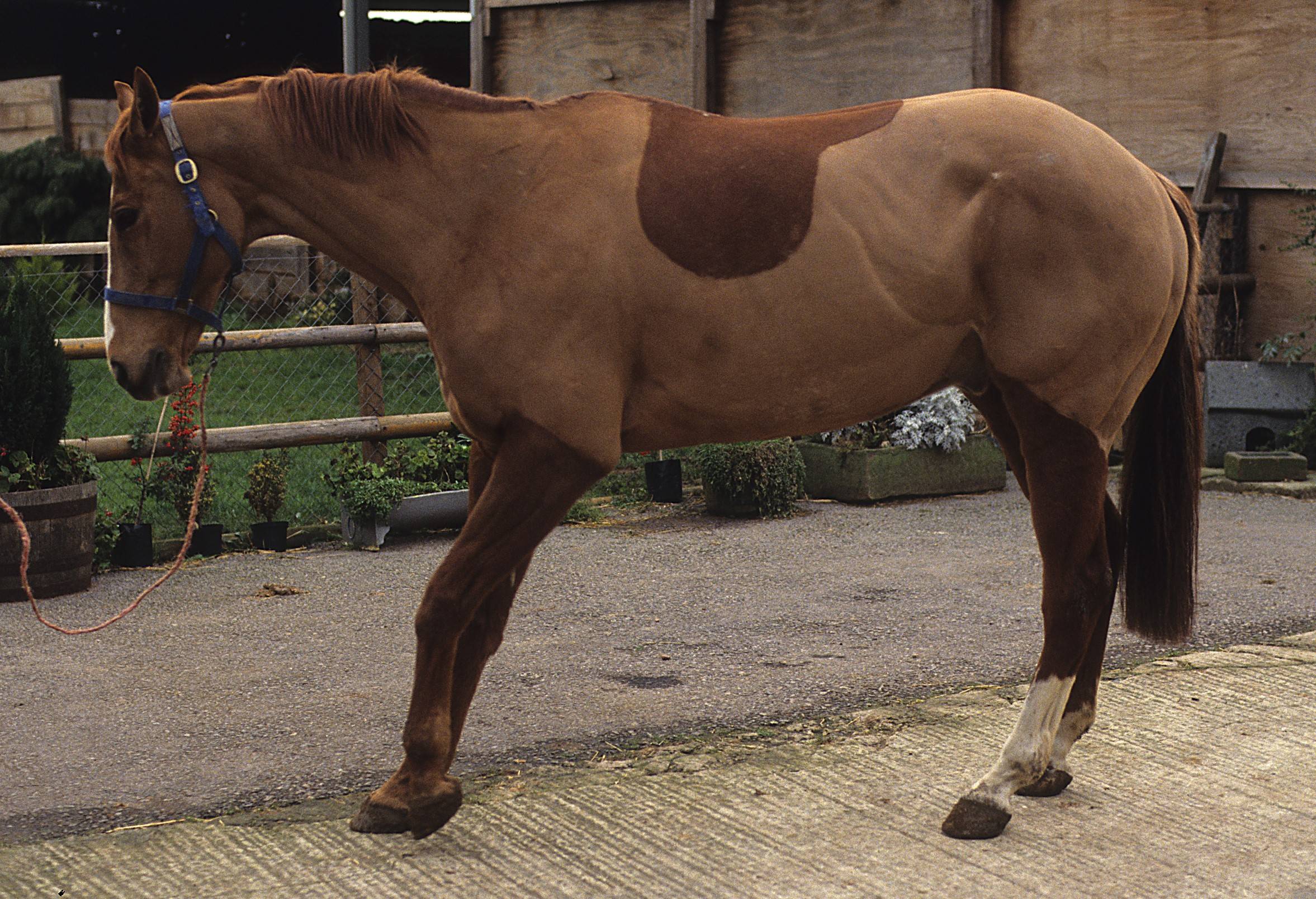 Болезнь лошадей 3. Ламинит - ревматическое воспаление копыт лошадей. У лошади ламинит болезнь что это.