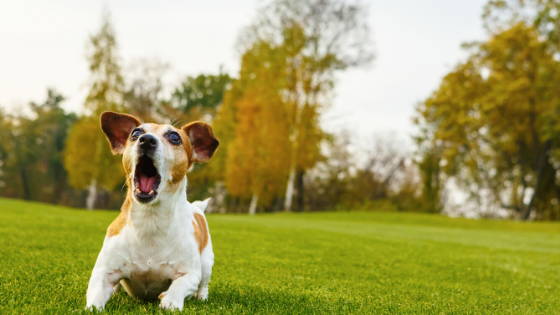 Small white and brown dog barking