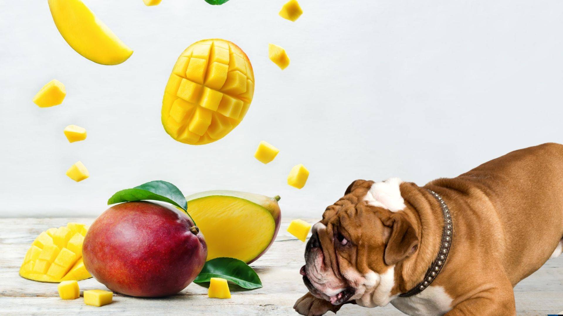can dogs eat mango