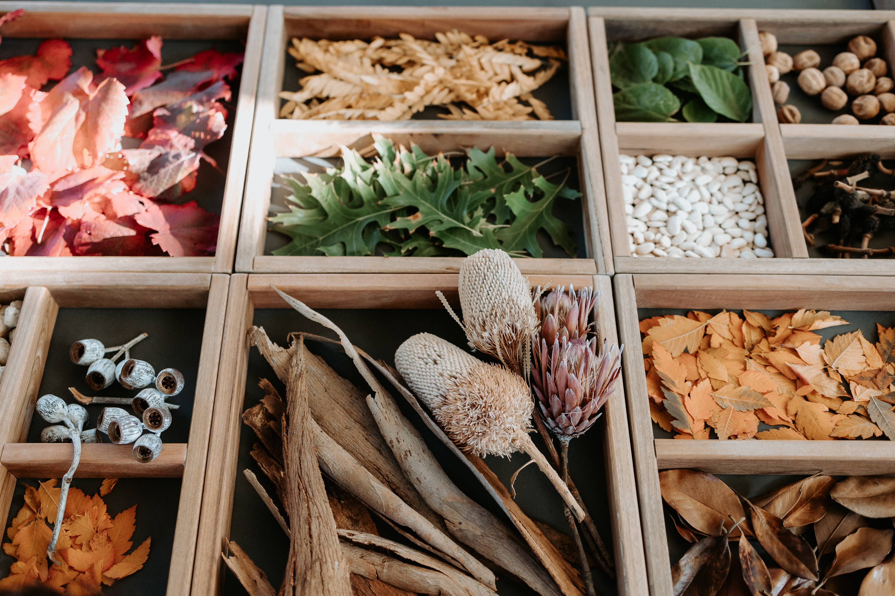  Close-up Shot of an Exploration Table, Featuring an Array of Nature's Treasures: Leaves and Seeds