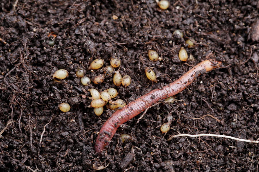 Worm Eggs