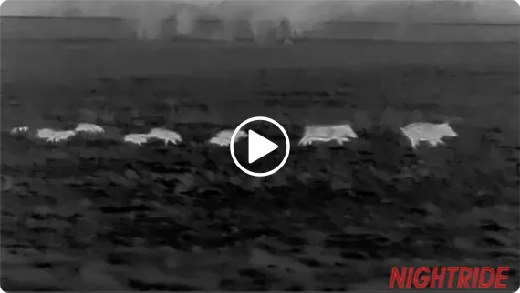 Thermal Cameras For Hog Hunting