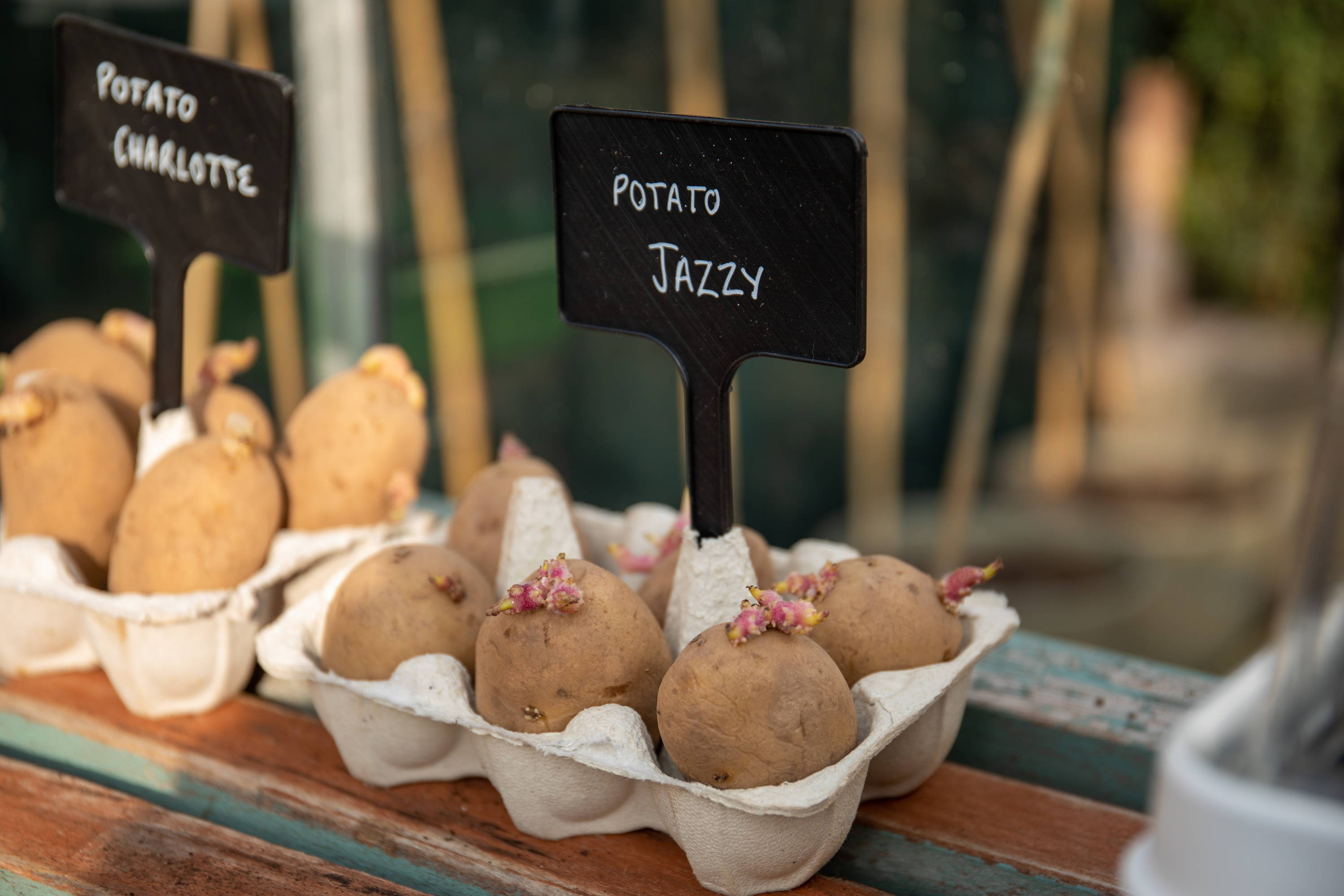 How to grow potatoes in bags – Marshalls Garden