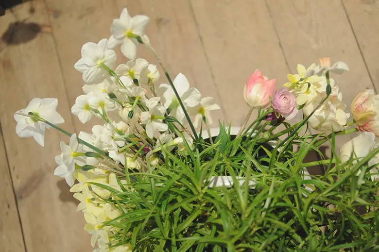 An overhead shot of a bucket full of tulips and  narcissi.