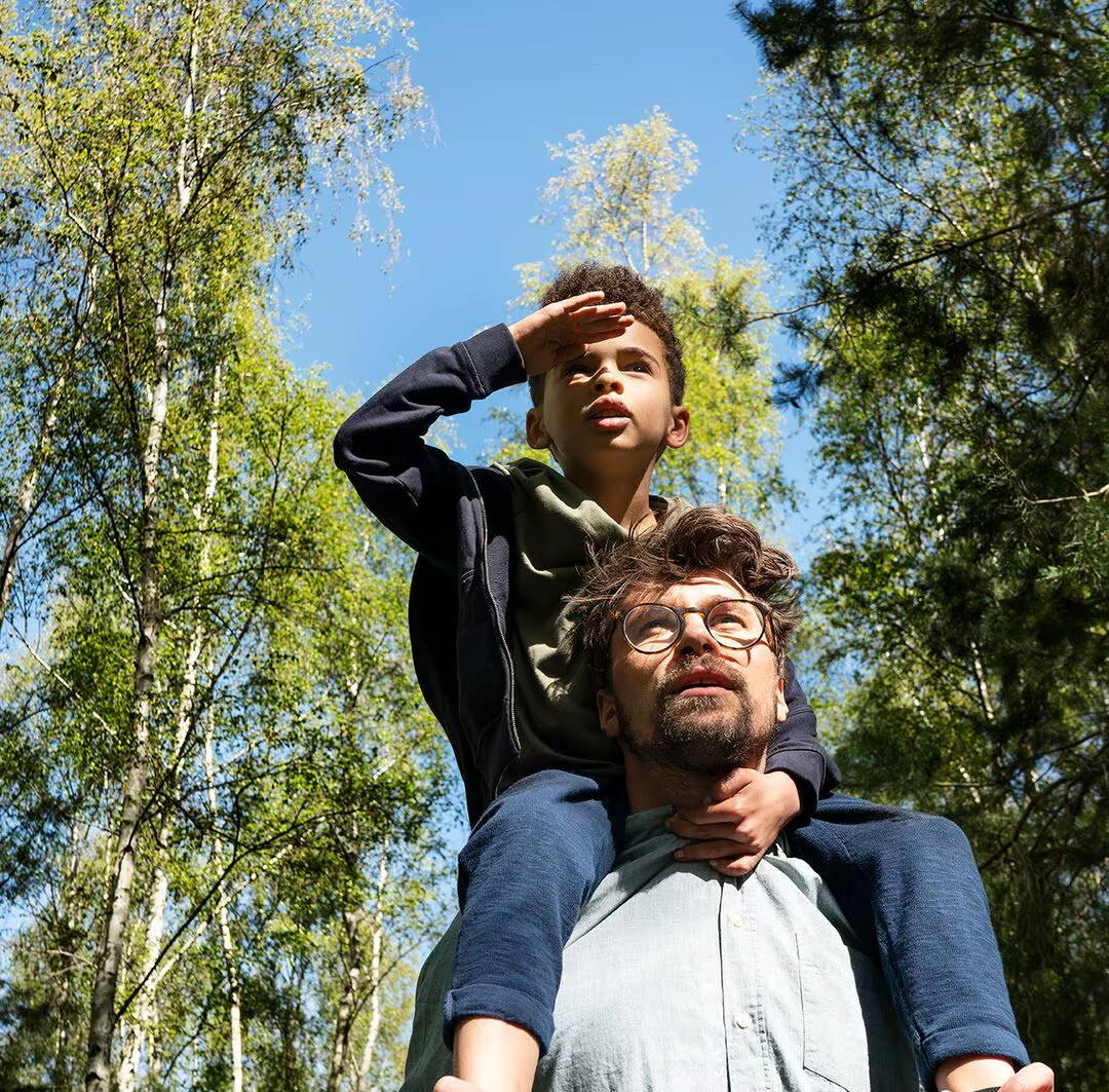  Young boy on his dad’s shoulders, shading his eyes and looking into the distance – they’re out walking in the birch woods