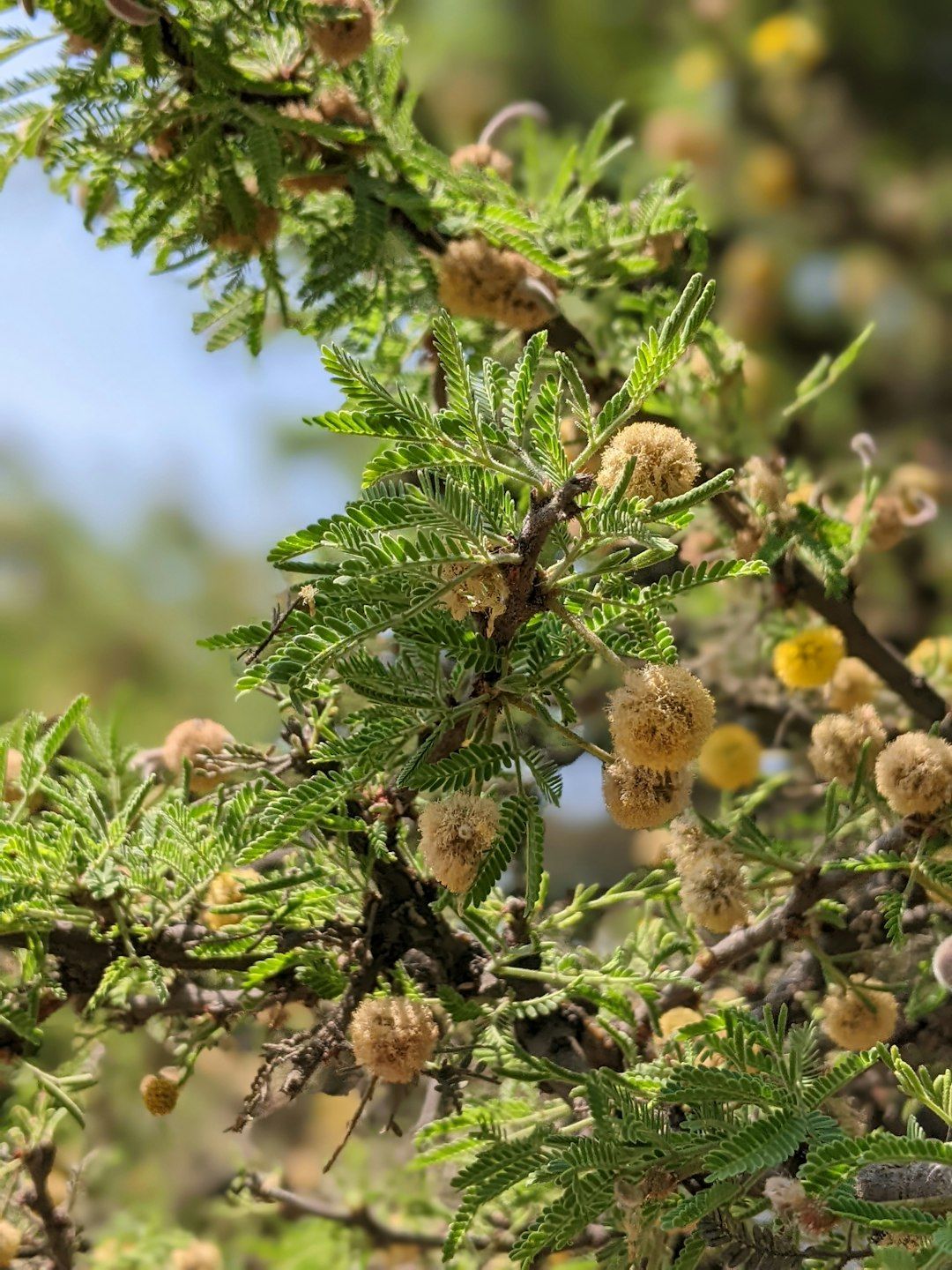 a close up of a tree with lots of leaves