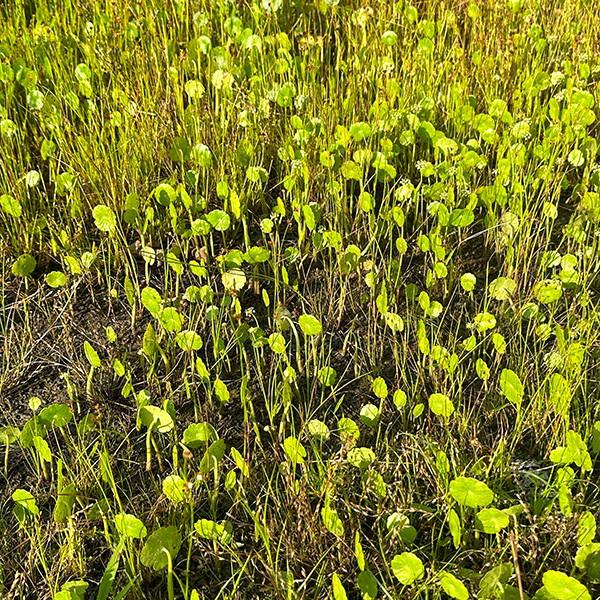 hydrocotyle spp