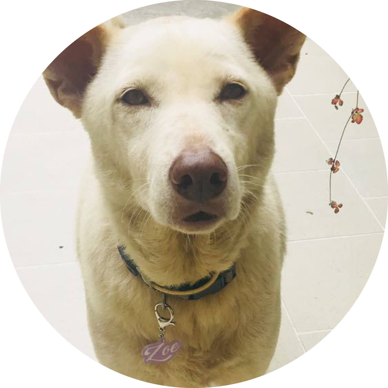 Bashtags® by Blank Sheet Pet ID Tags