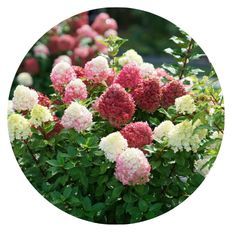 Photo of Little Lime Punch Hydrangea