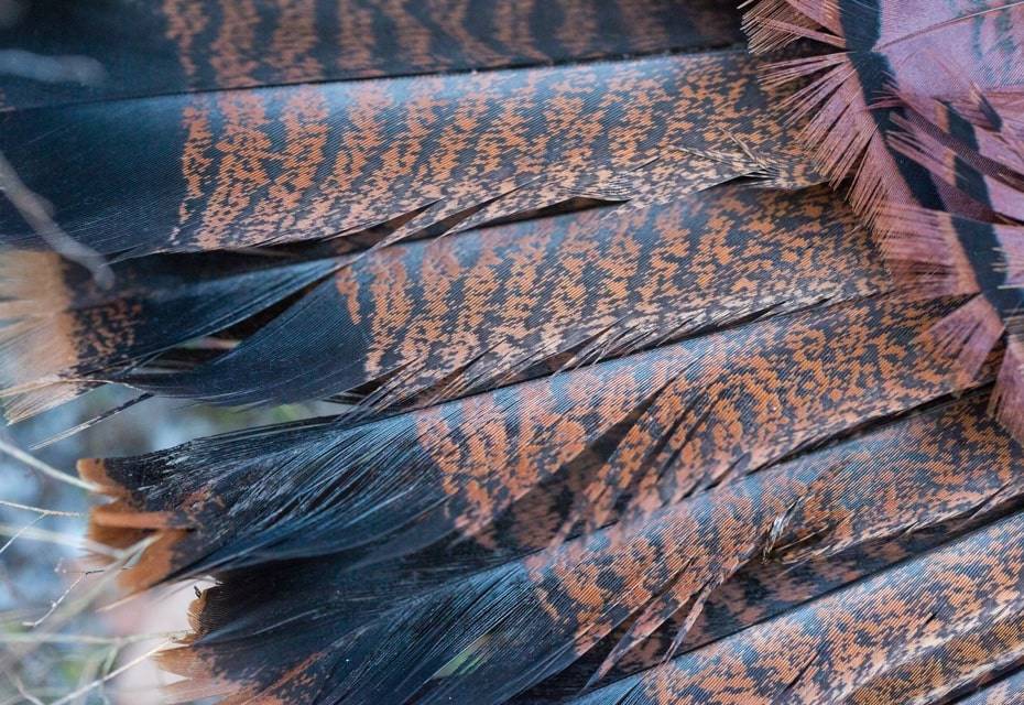 True Wild Florida Feathers