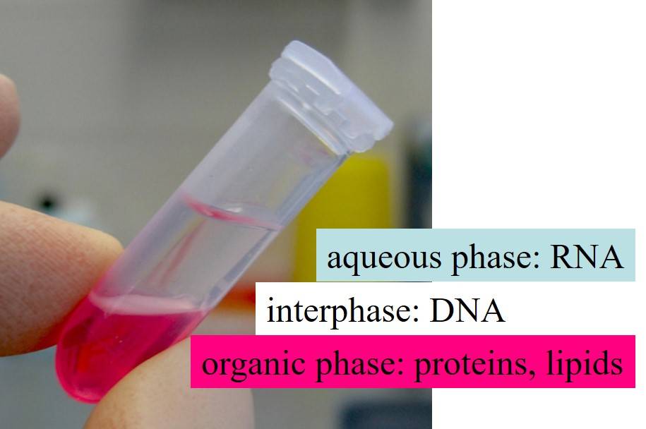 rna extraction for covid 19 testing
