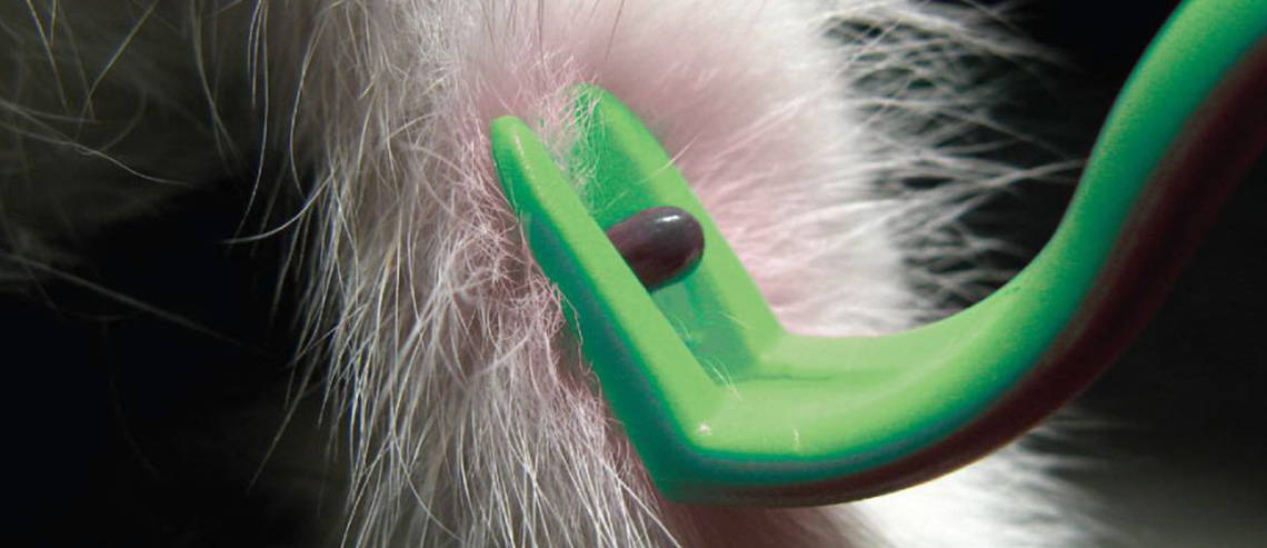 a closeup image of a tick being pulled from a cat's skin