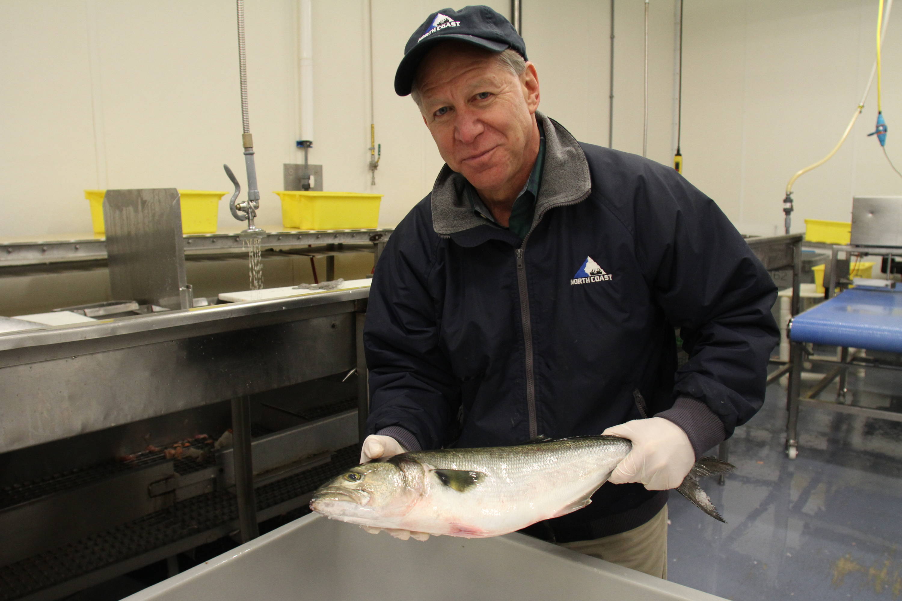 Norm Stavis holding a bluefish in North Coast Seafoods facility in Boston