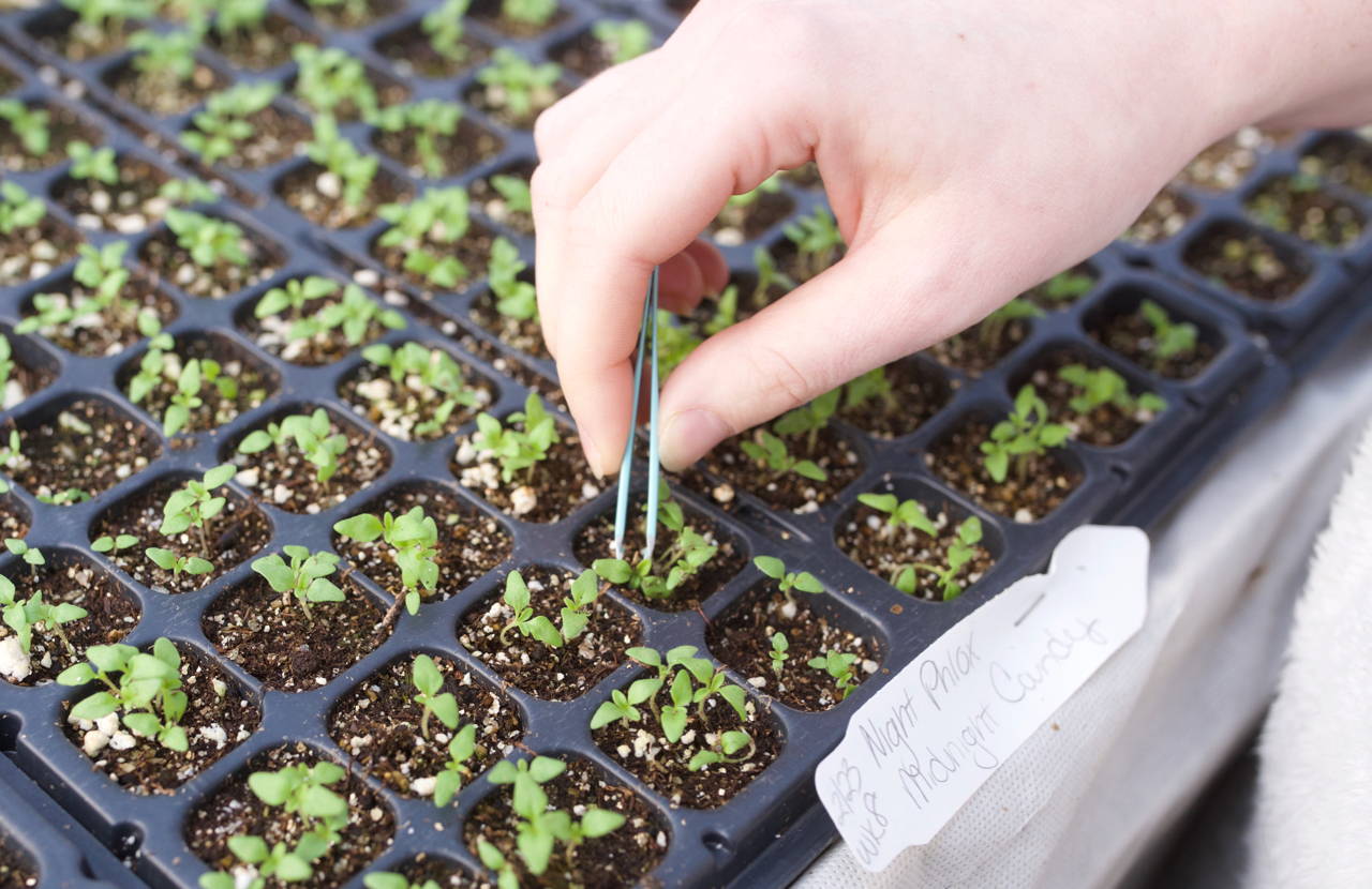 Using tweezers to gently thin delicate seedlings