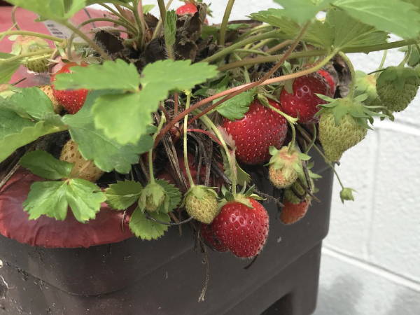 Strawberries growing in a brown EarthBox Junior container garden