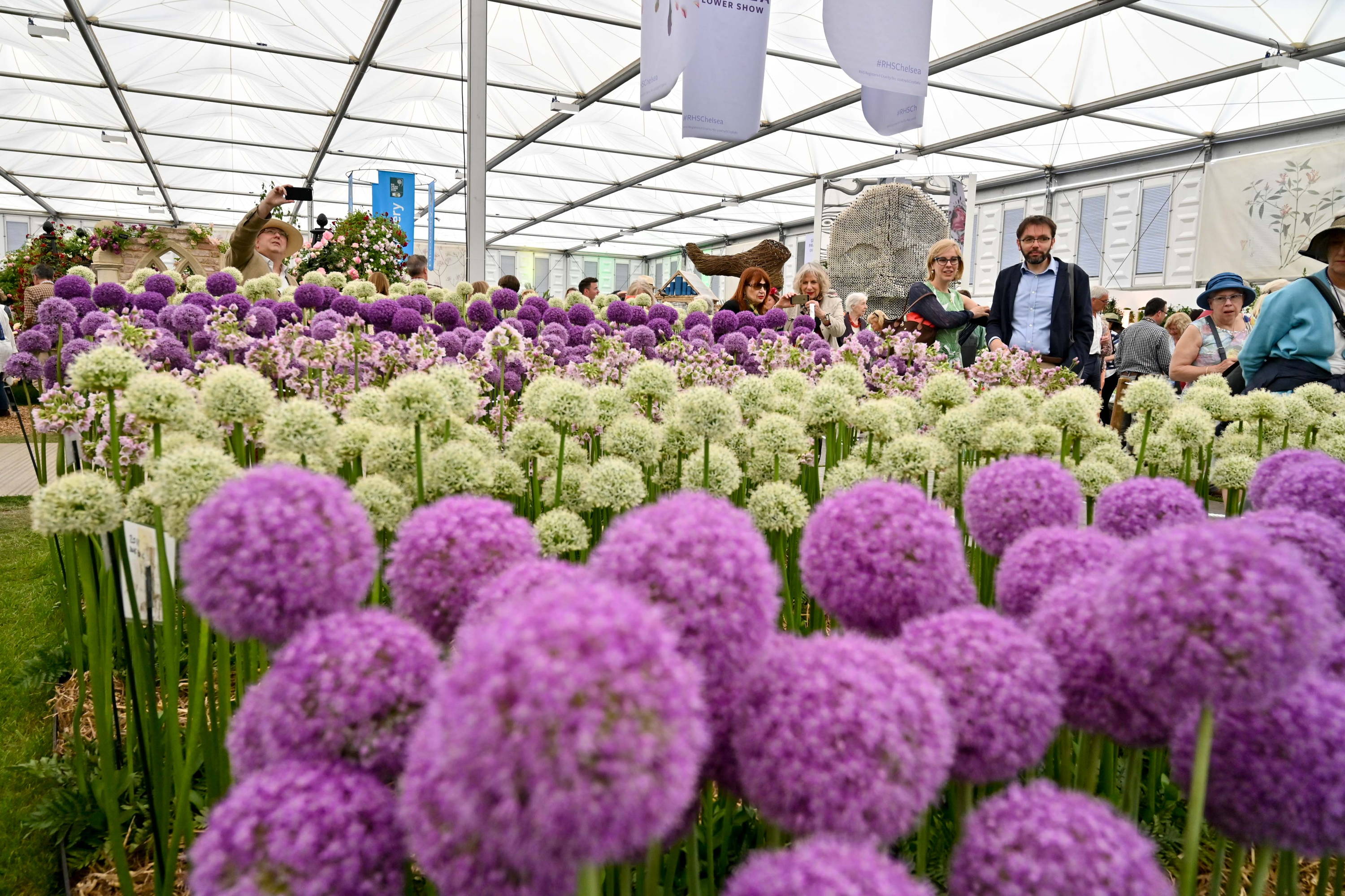 Alliums at the 2019 Chelsea Flower Show