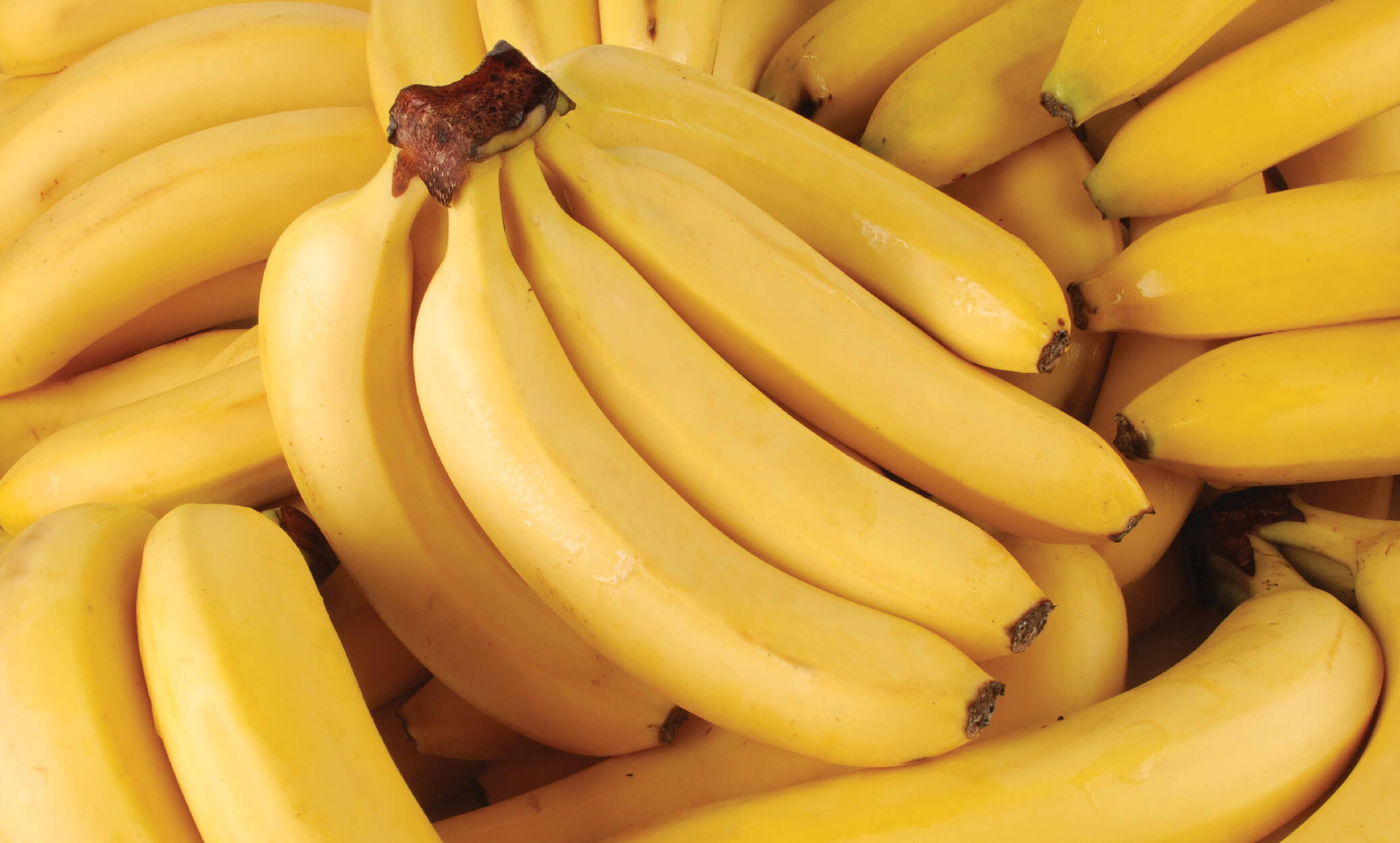 are banana peels good for dogs