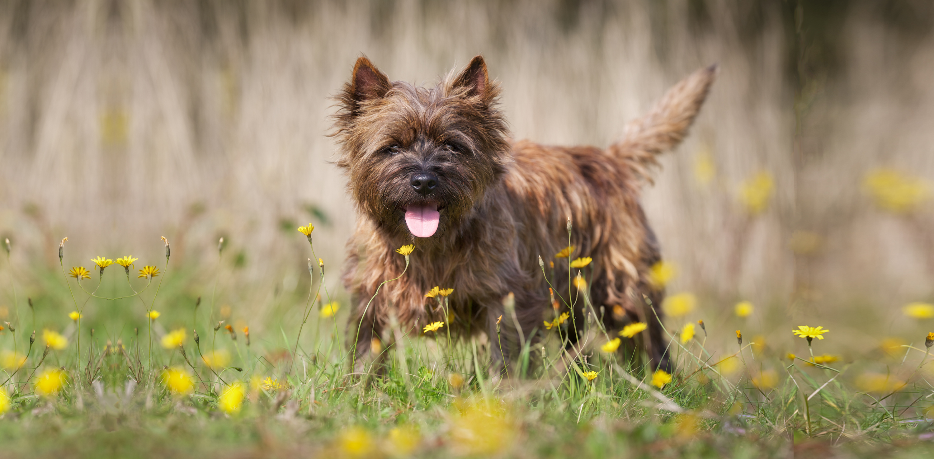 what is the best dog food for a cairn terrier