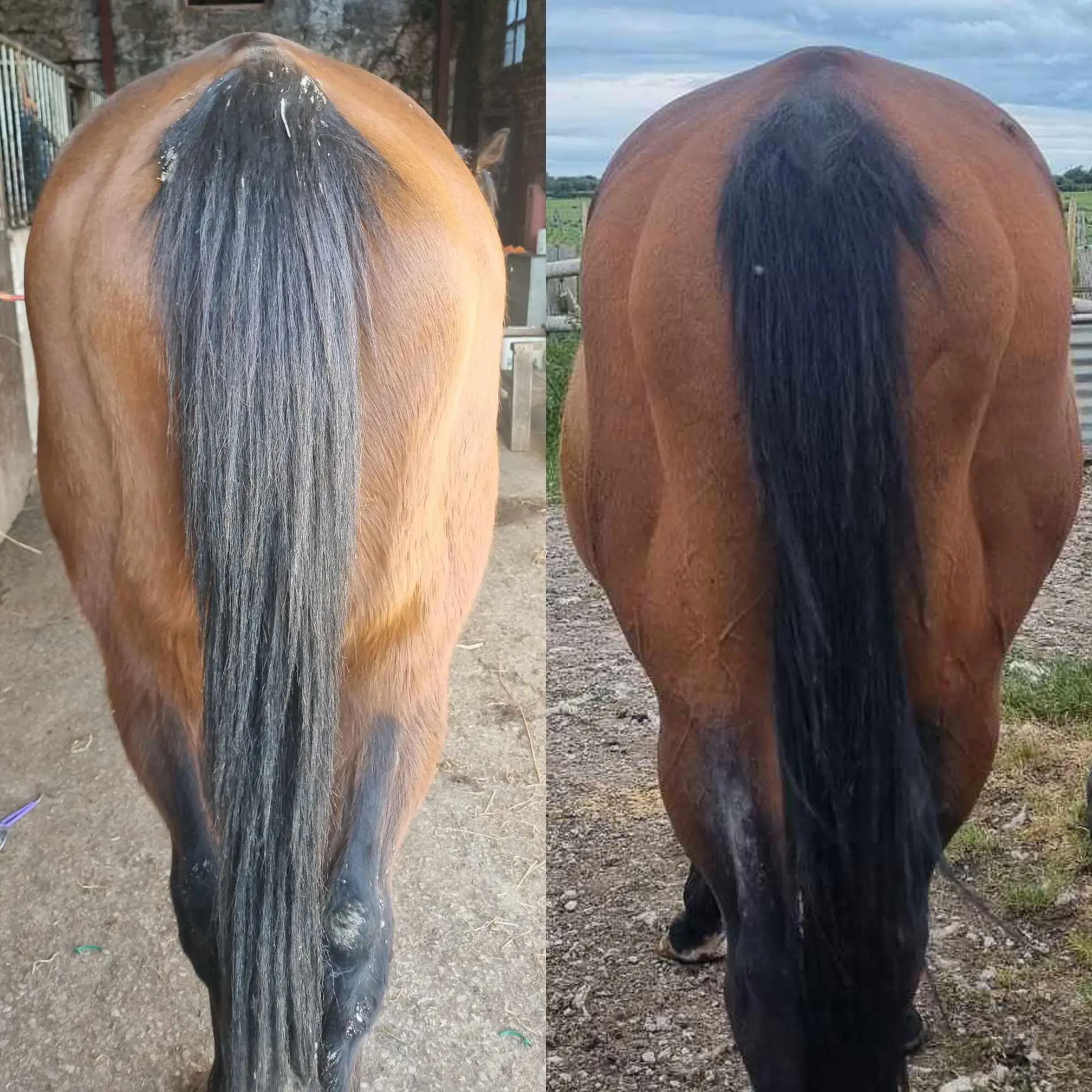 Comparison of a horse's hind end before and after using HERCULES