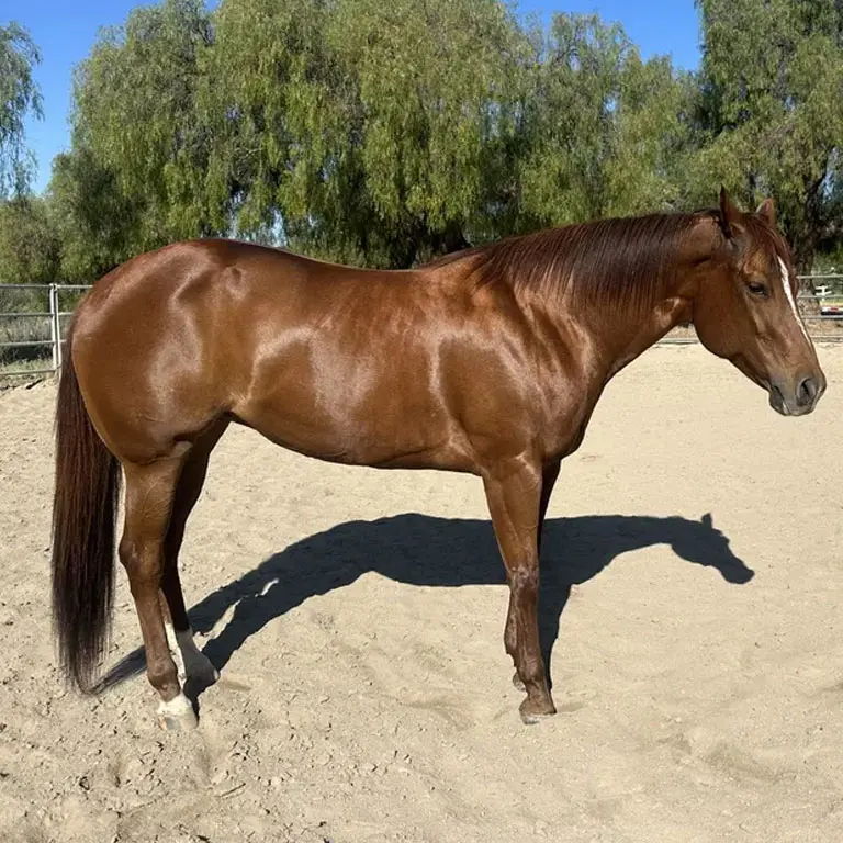 A brown horse standing on sand with trees in the background.
