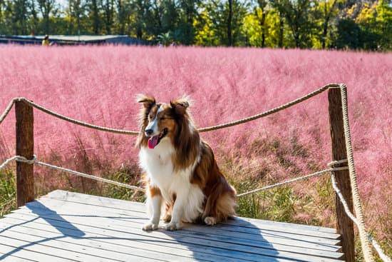 an older collie sits on a deck in front of a rope fence and field of pink blooms