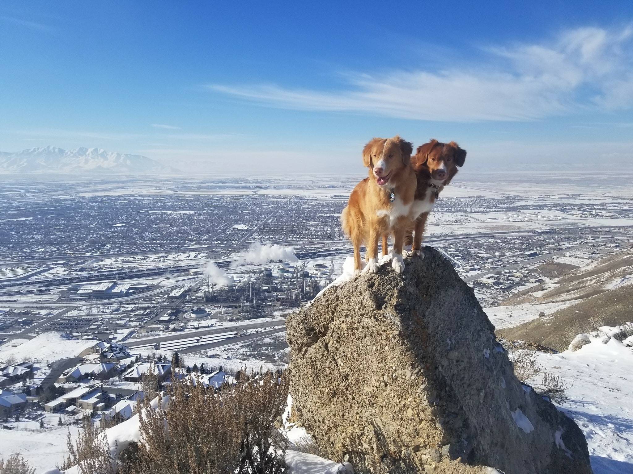 duck toller dogs hiking 