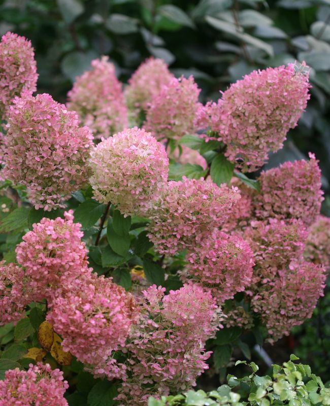 Photo of Bobo® Panicle Hydrangea planted in an outdoor garden