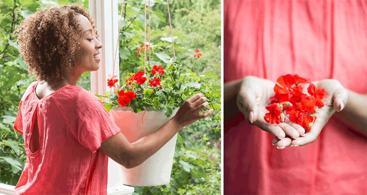 Geraniums