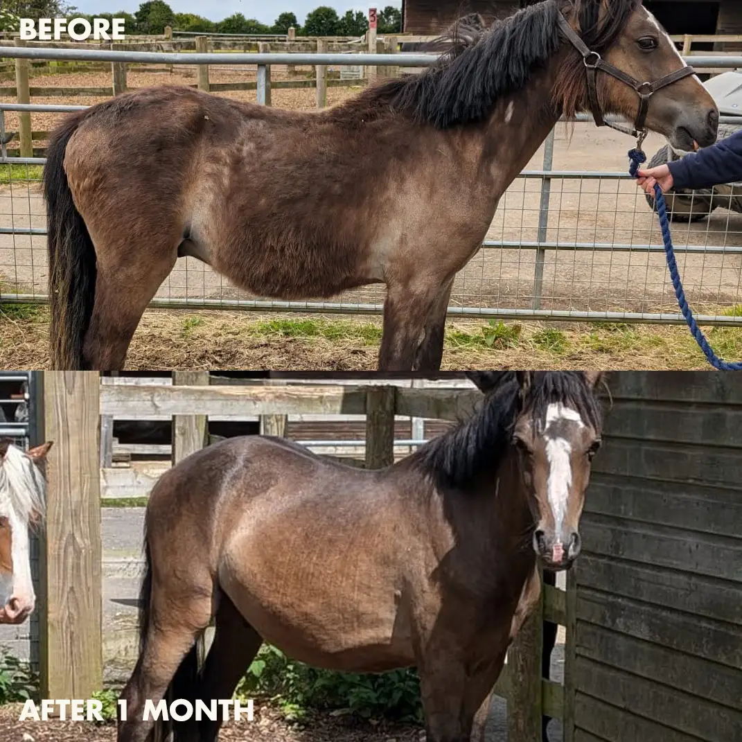 Side-by-side comparison of a horse's condition before and after one month.
