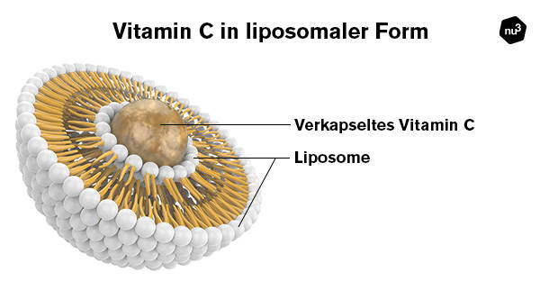 Liposomales Vitamin C im Querschnitt