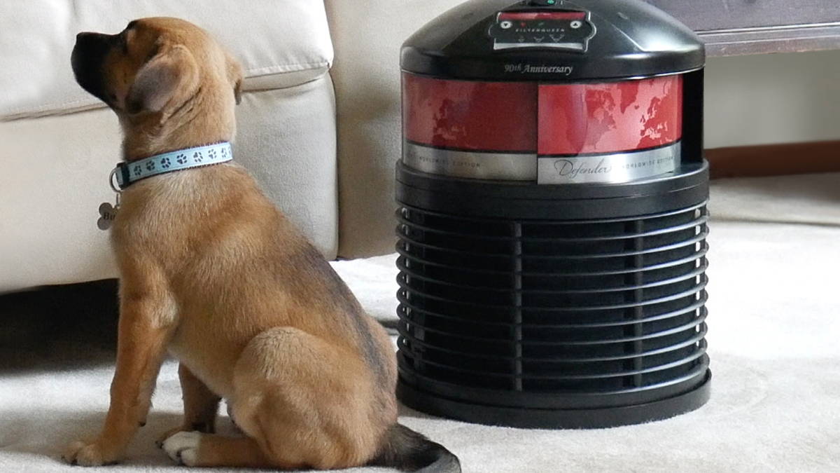 pet dander pet hair allergies