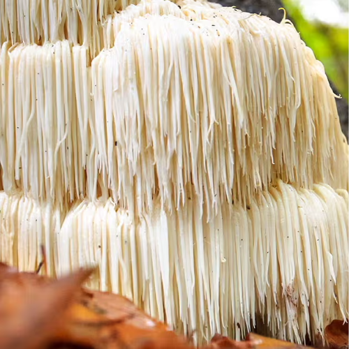 Lion's Mane Mushroom