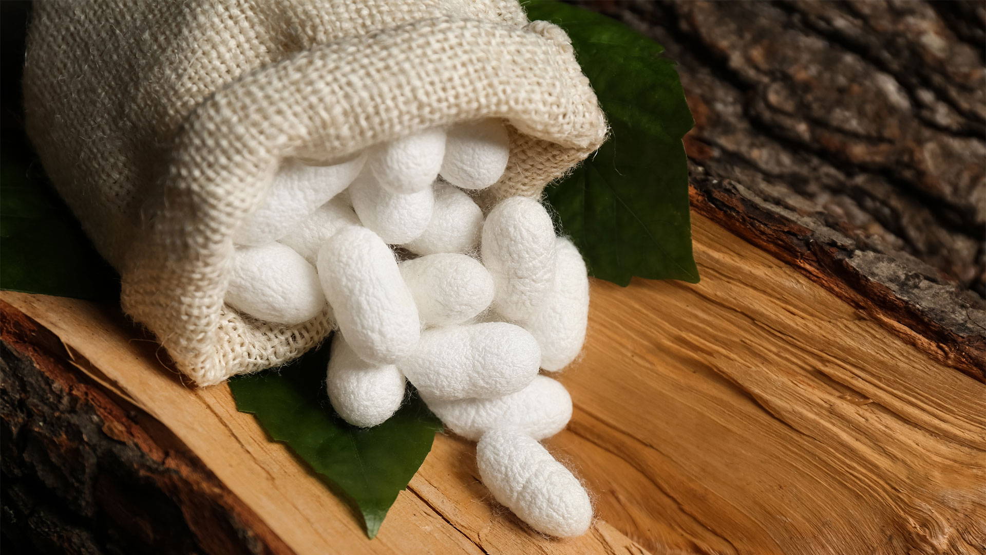 What Is Mulberry Silk? – Big Mattress Co.
