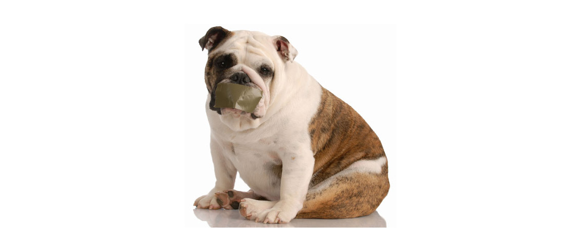 A bulldog sitting down with tape over its mouth