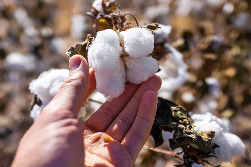 Hand holding cotton cluster.