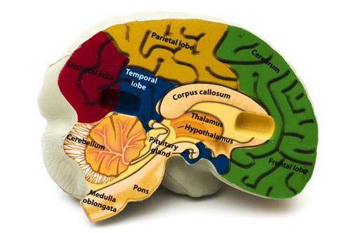 human brain inside and epilepsy