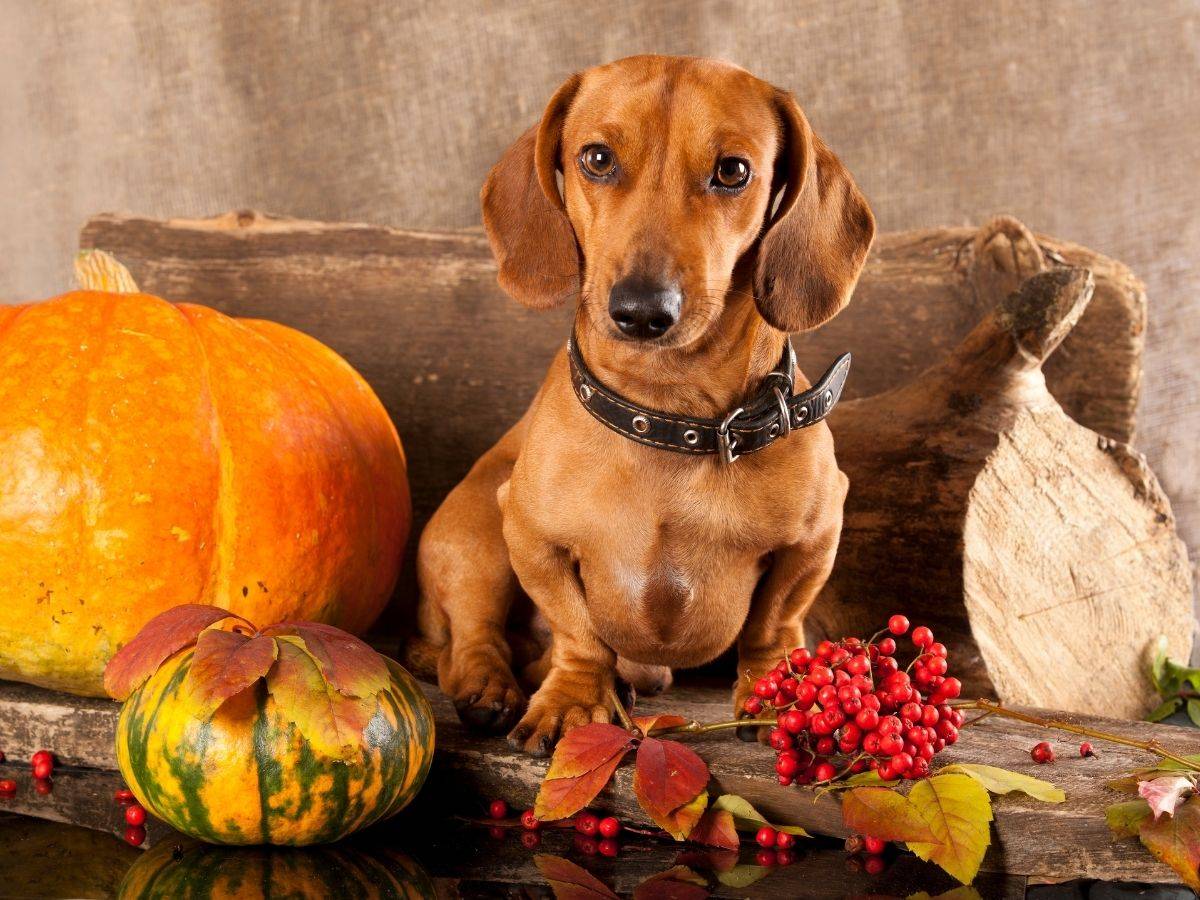 dog and pumpkins