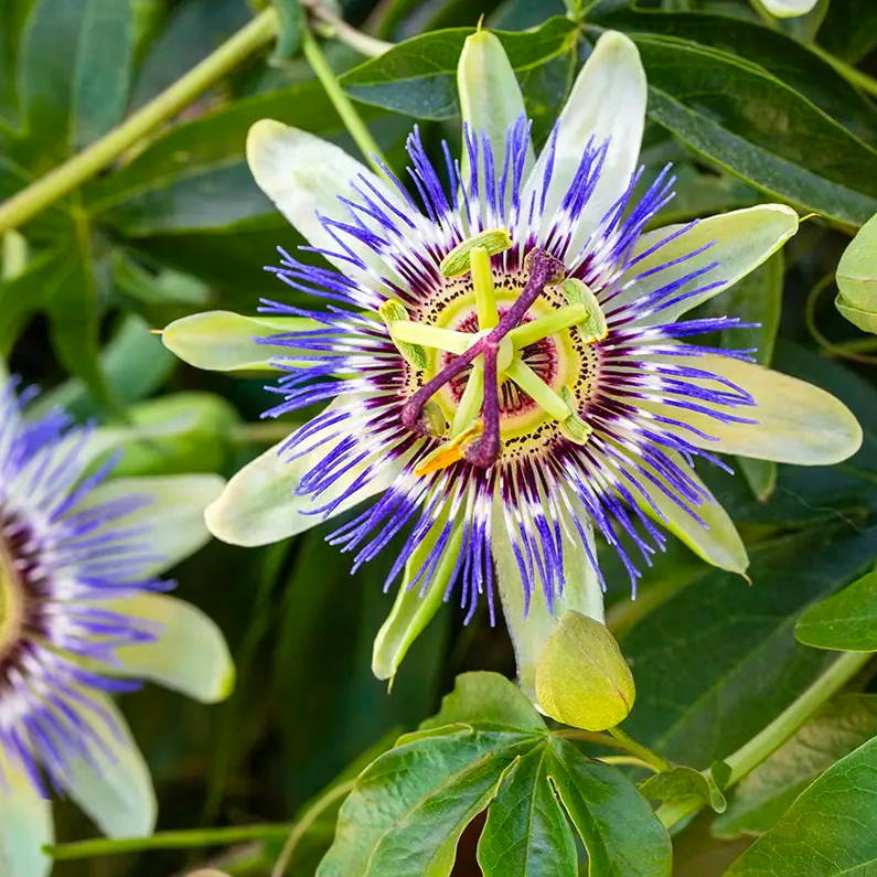 Passiflora - Passion Flower