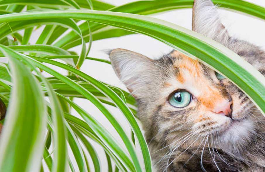 how-to-keep-cats-out-of-house-plants