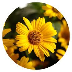 Photo highlight of 'Tuscan Sun' False Sunflower